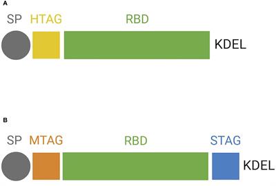 Performance of plant-produced RBDs as SARS-CoV-2 diagnostic reagents: a tale of two plant platforms